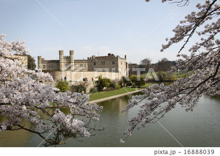桜とリーズ城 16888039