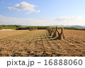 稲刈りと、田園風景 16888060