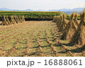 稲刈りと、田園風景 16888061