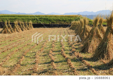 稲刈りと、田園風景 稲刈りと、田園風景 16888061