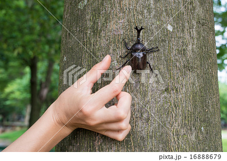 カブトムシを捕まえる手の写真素材