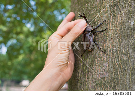 カブトムシを捕まえる手 16888681