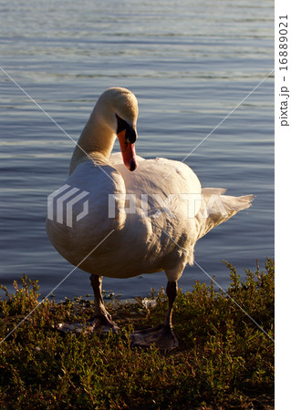 The mute swan before the sunset 16889021