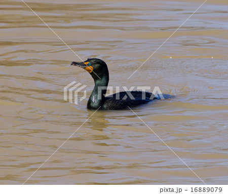 The cormorant 16889079