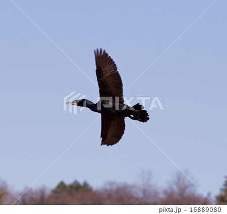 The cormorant is flying 16889080