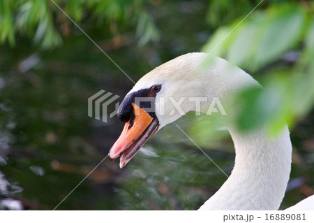 Confident strong mute swan is screaming 16889081