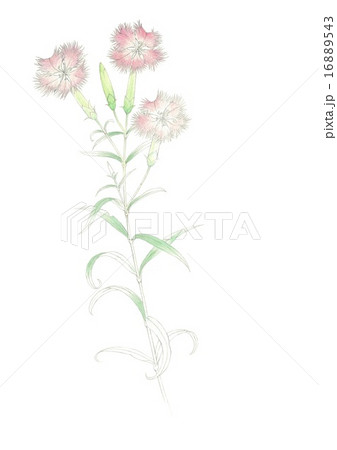 B4サイズのタテ位置白地にナデシコの花素描 16889543