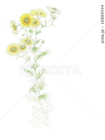 B4サイズのタテ位置白地に寒菊の花素描 16889544