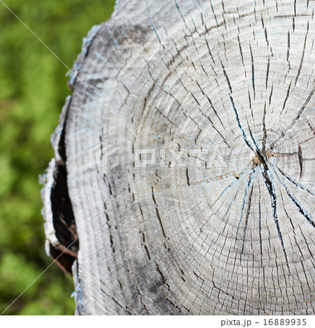 Old and dried tree's cut 16889935
