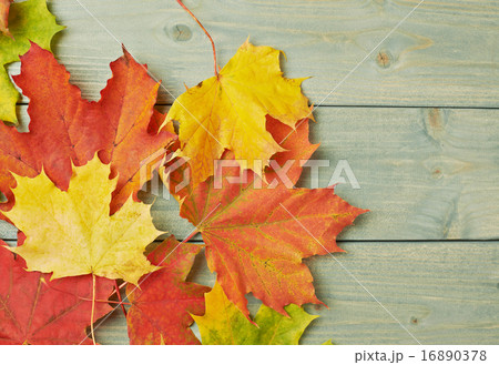 Maple leaves over the wooden boards Maple leaves over the wooden boards 16890378