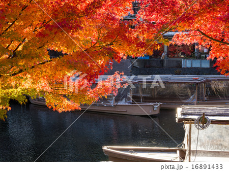 宇治の紅葉の写真素材