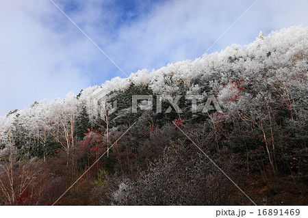 蓼科山山麓の霧氷 16891469