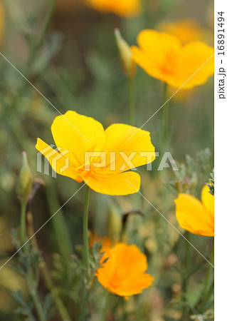 ハナビシソウ 16891494