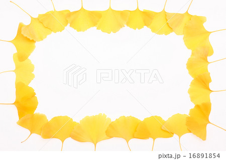イチョウの葉の枠 16891854