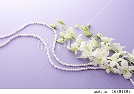 デンファレ デンファレ 16891898