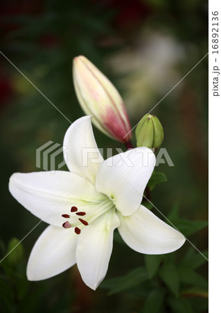 ゆりの花 ゆりの花 16892136