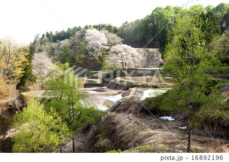 山桜咲く棚田に雪残る 山桜咲く棚田に雪残る 16892196