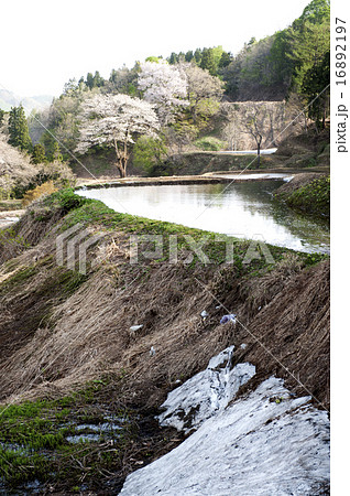 山桜咲く棚田に雪残る 山桜咲く棚田に雪残る 16892197