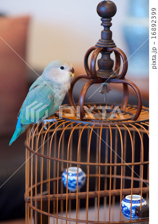 コザクラインコ コザクラインコ 16892399