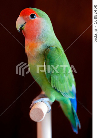 コザクラインコ 16892400