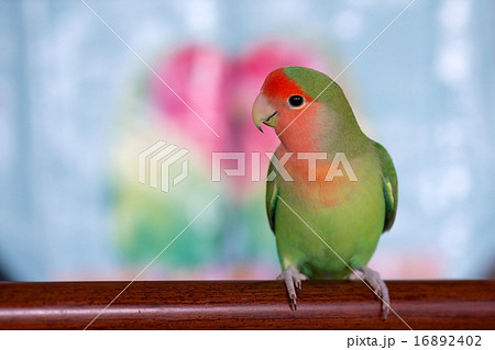 コザクラインコ 16892402