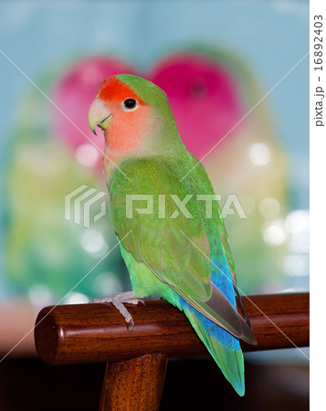 コザクラインコ 16892403