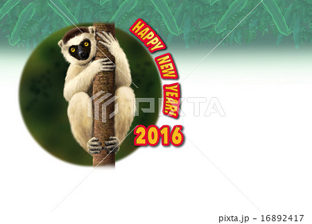 年賀状2016　木の幹に抱きつくベローシファカ 16892417