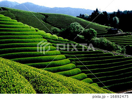 茶畑 茶畑 16892475