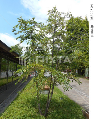 エゴノキ 16892504