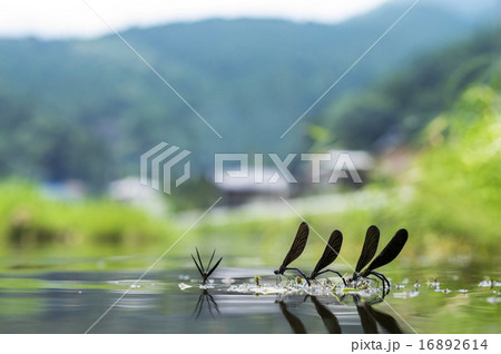 夏の里川 16892614
