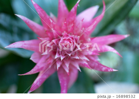 エクメア 16898532