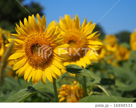 ひまわり 16898533
