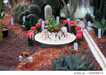 多肉植物 16898675