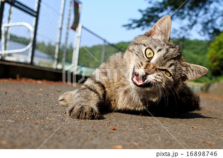 ドヤ顔の猫の写真素材 [16898746] - PIXTA