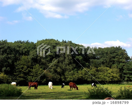 田舎風景 牛 ヨーロッパの写真素材