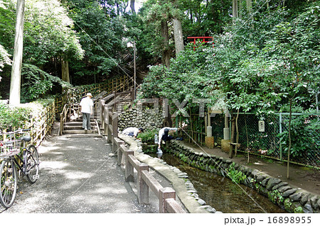 東京都国分寺市の真姿の池湧水群 16898955
