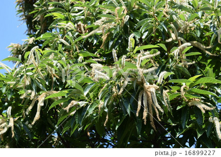 栗の花 栗の花 16899227