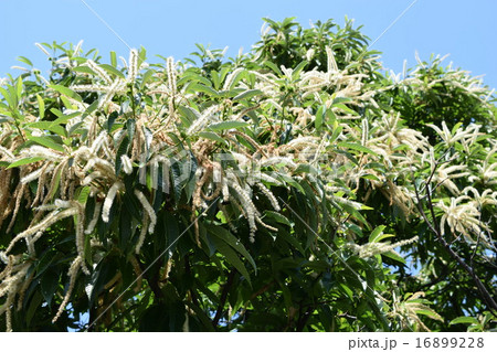 栗の花 栗の花 16899228
