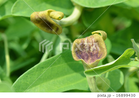 ウマノスズクサ ウマノスズクサ 16899430