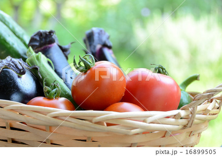 夏野菜 16899505