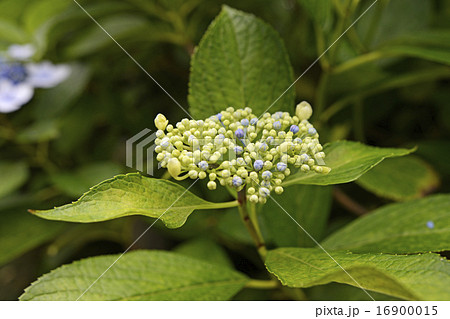 開花前の紫陽花の写真素材