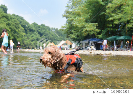 犬の水遊び トイプードルの写真素材