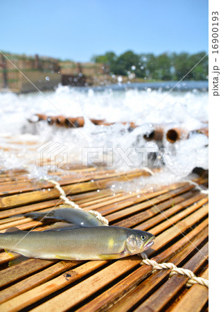 梁にかかった鮎06 16900193