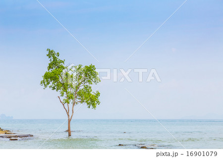 lonely tree on the Sea 16901079