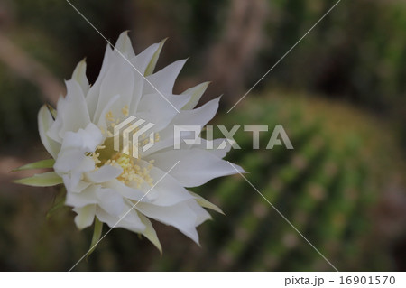 金盛丸 サボテンの花の写真素材