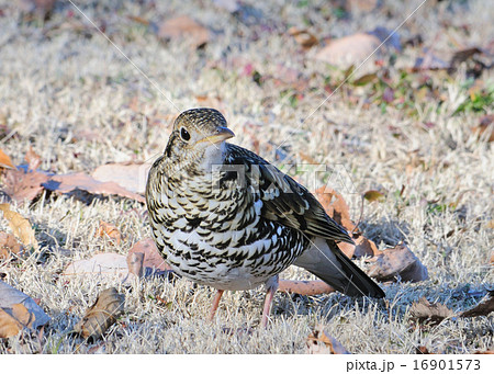 トラツグミ 16901573