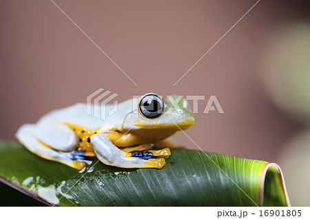 Frog on the leaf on colorful background Frog on the leaf on colorful background 16901805