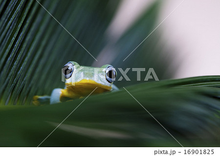 Frog on the leaf on colorful background Frog on the leaf on colorful background 16901825