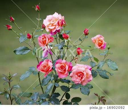 rosebush rosebush 16902092