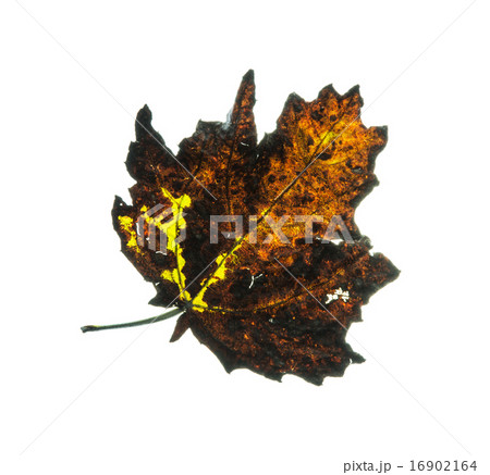 Isolated cracked brown autumn leaf 16902164